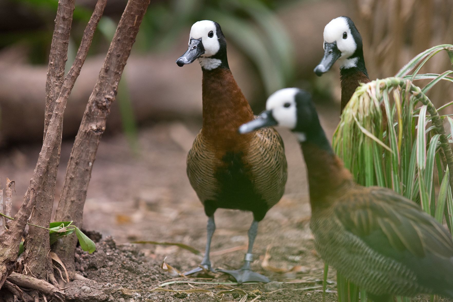 20180525_new_zooanimals059